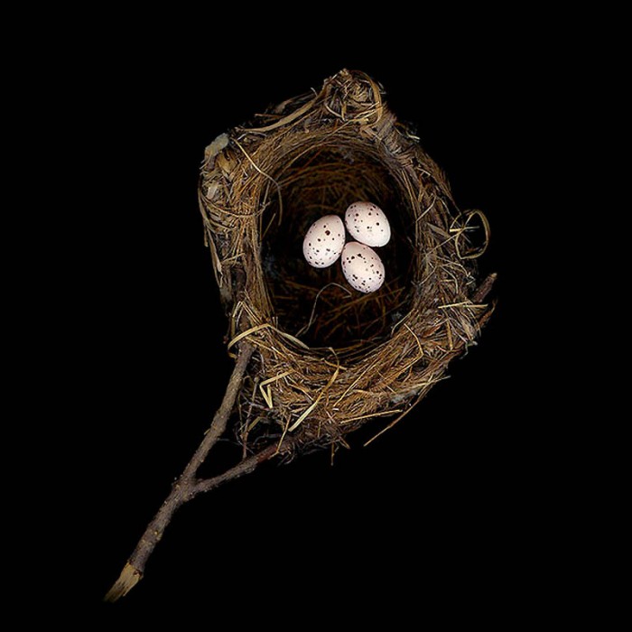 Птичьи гнезда - построенные с особым талантом