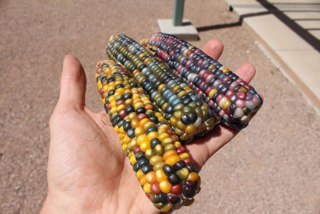 Выращена цветная кукуруза
