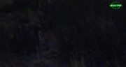 Тьма. Ночной мир природы - Пума, киты, летучии мыши / The Dark. Natures nighttime world (2012) WEBRip