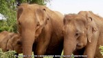 BBC: - -   / BBC: Sri Lanka - Elephant Island (2013) HDTVRip 