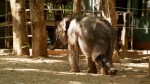 BBC: - -   / BBC: Sri Lanka - Elephant Island (2013) HDTVRip 
