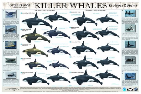 Рядом с касатками / Swimming with Killer Whales (2012) WEBRip
