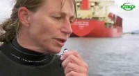 BBC: Плаваючи з косатками / BBC: Swimming with Killer Whales (2012) WEBRip 