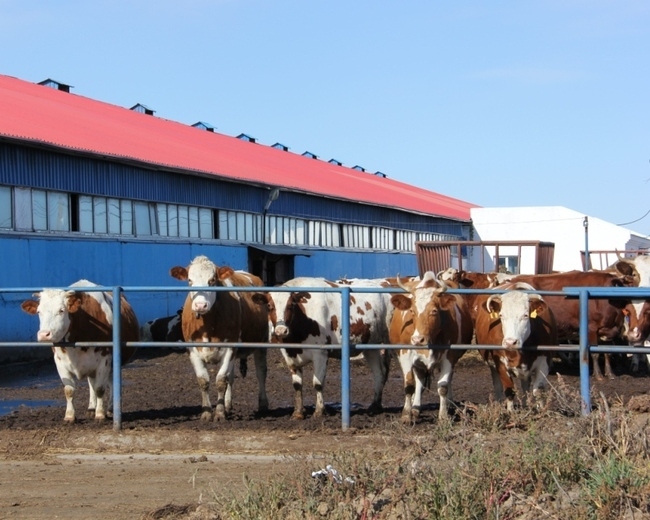 56 cows breed krasnoperstnaya came to the farm "Ray" only on October 7