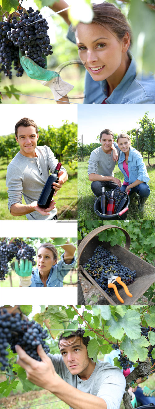 People, grape and wine - stock photo