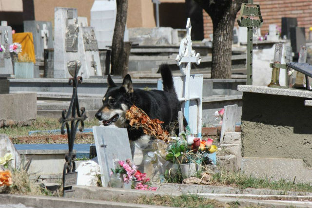 Верный пес живет на могиле хозяина уже 6 лет.