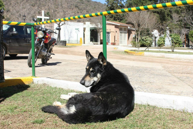 Верный пес живет на могиле хозяина уже 6 лет.
