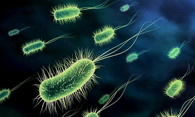 Человечеству угрожают супербактерии.