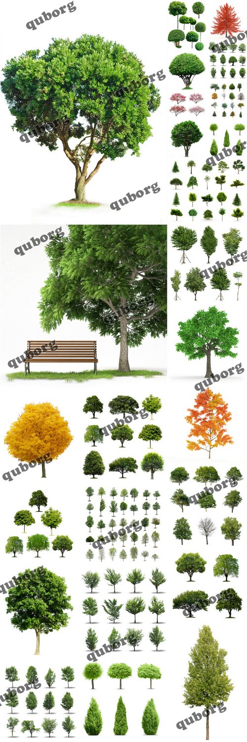Stock Photos - Trees Collection