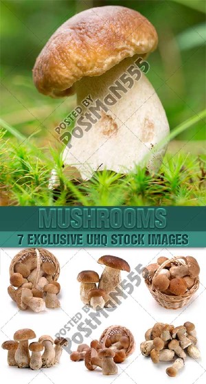  ,  | Mushrooms delicious -  