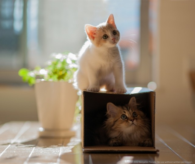 Счастливые моменты из жизни двух кошек Ханны и Дейзи