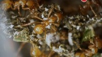 BBC.  .   / BBC. Planet Ant: Life Inside The Colony (2012) SATRip
