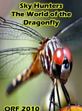 Sky Hunters - the world of dragonflies / Sky Hunters - The World of the Dragonfly watch online