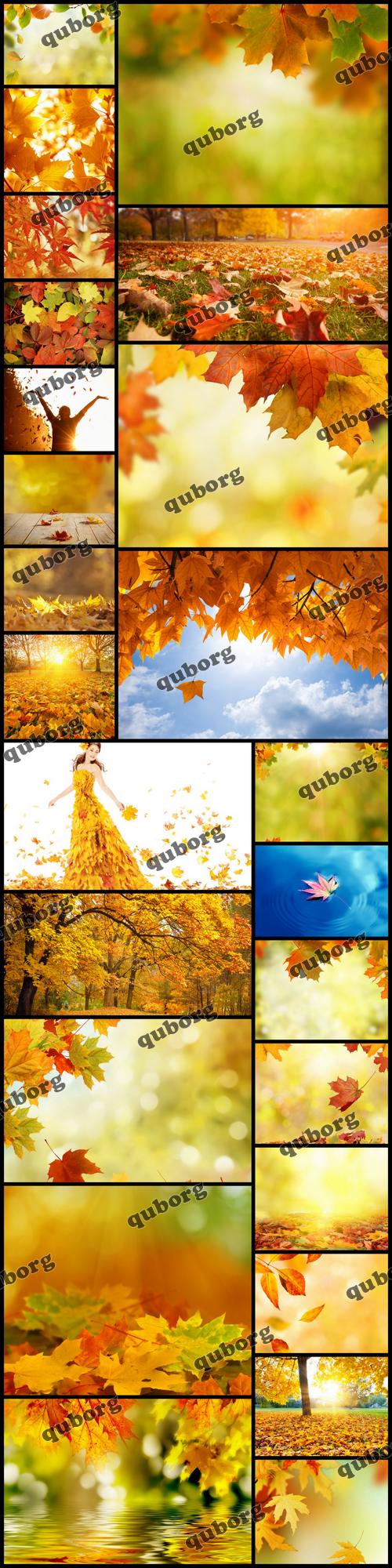Stock Photos - Autumn Leaves 2