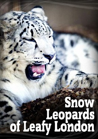      (1 : 1-7   7) / Snow Leopards of Leafy London (2013) HDTV (1080i)