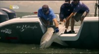 -.  ! / Monster fish: River shark! (2012) IPTVRip