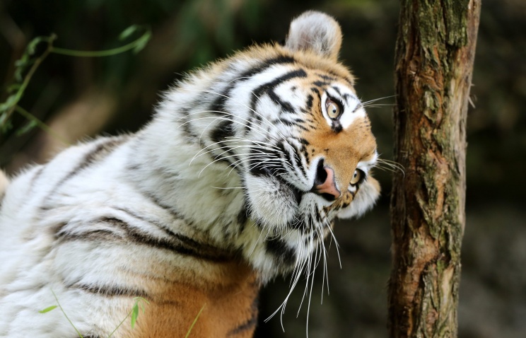 В Национальном парке "Земля леопарда" обнаружили убитого браконьерами амурского тигра