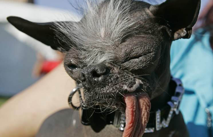 В США умерла самая уродливая в мире собака