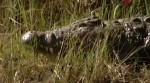 Таинственный мир крокодилов (2 выпуска из 2) / The secret world of crocodiles (2011 / SATRip)