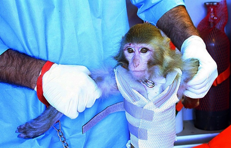Иран во второй раз запустил в космос обезьяну