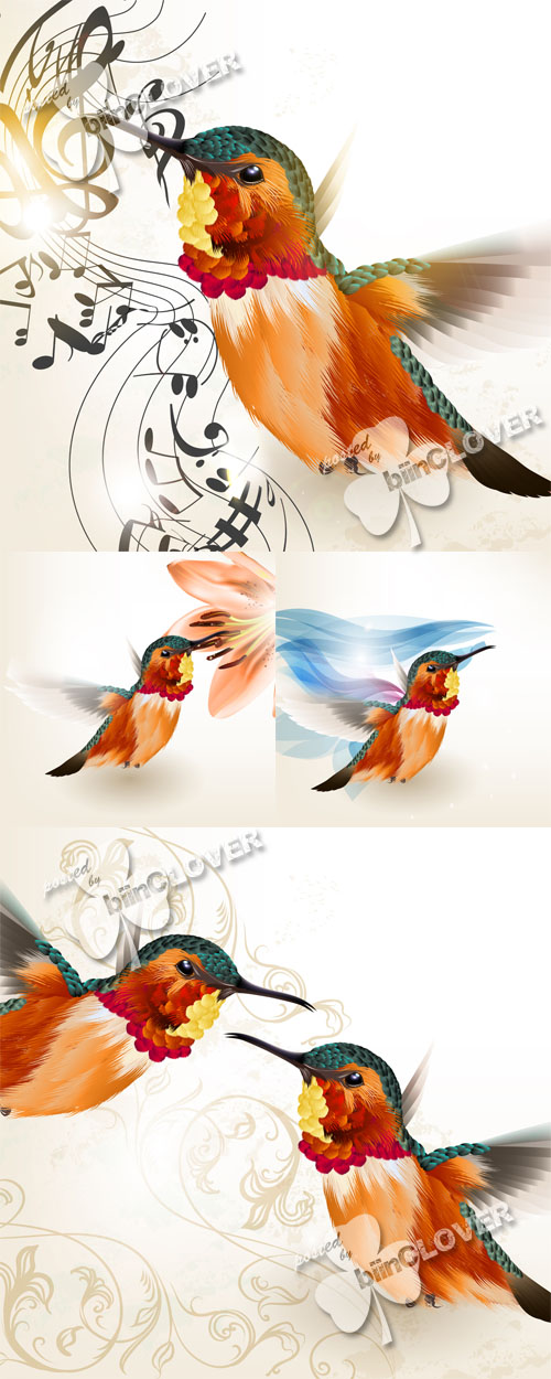 Hummingbird illustration 0557