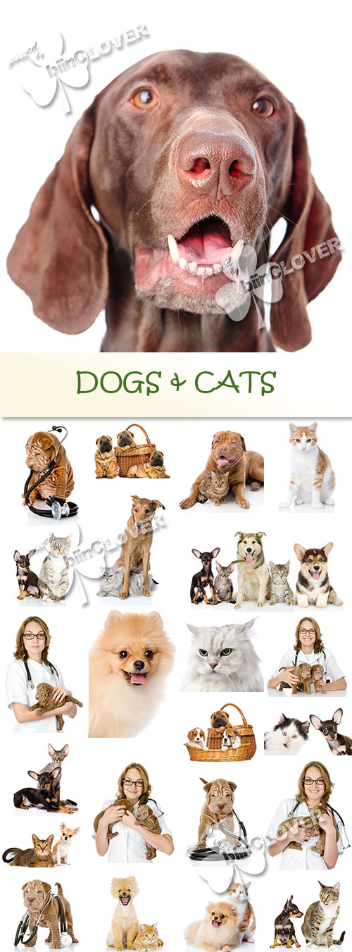 Dogs and cats 0559