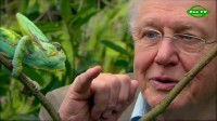  .    (5   5) / David Attenborough's. Natural Curiosities (2012) SATRip (AVC)