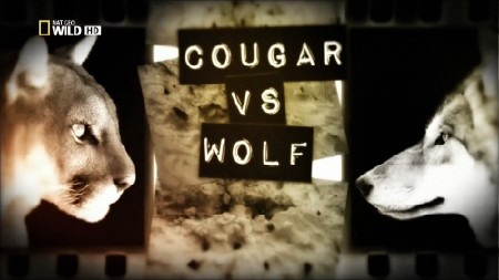    / Cougar vs Wolf / Cougar vs. Wolf (2013) HDTV 1080i