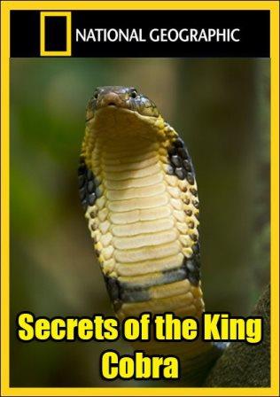    / Secrets of the King Cobra (2009) HDTV 1080i