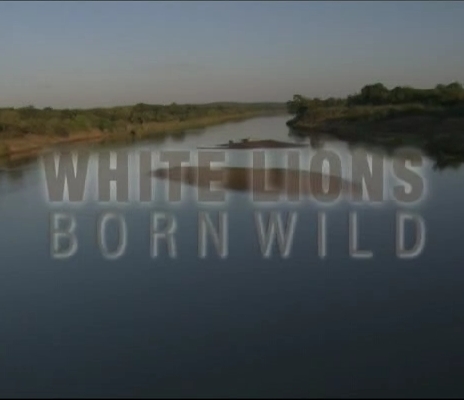 Дикие белые львицы / White Lions - Born Wild (2012) DVB