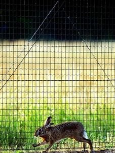 Милан: охота на зайцев остановила работу аэропорта