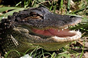 ЮАР: туристов ждет аттракцион с крокодилами