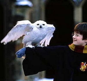 Ученые доказали пользу «Гарри Поттера» для детей