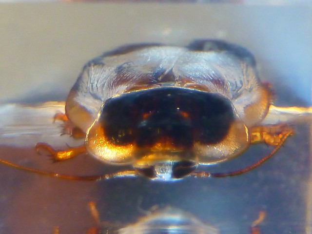 Насекомые №62 - Аргентинский таракан (Blaptica dubia)