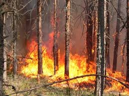 Более 12 Га леса уничтожили весенние пожары в Могилевской области