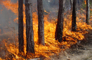 Пожар в Чернобыльской зоне: горит 400 га леса, пламя движется в направлении объектов ЧАЭС