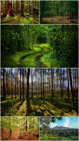 Лесные пейзажи (Сборник 6)