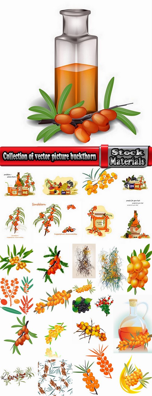 Collection of vector picture sea buckthorn berry yellow 25 Eps