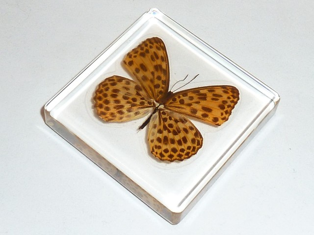 Бабочки №90 - Перломутровка дафна (Brentis daphne)