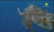   / Cuttlefish the Brainy Bunch (2006) SATRip